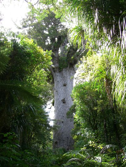 Kauri Baum!ca 50m hoch und...