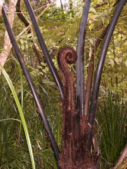 eingentuemliche pflanze-aber nicht kuenstlich!!!!