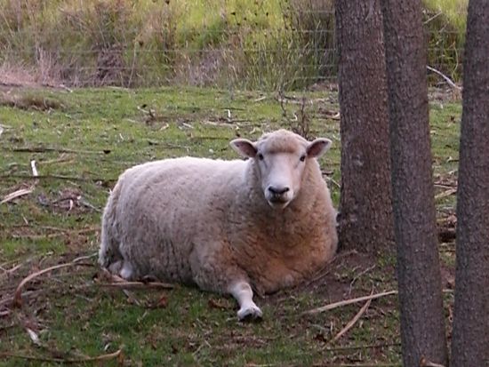 Das ist Sir Stanley, das Hausschaf.