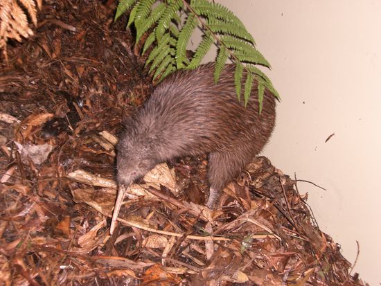 unser erster-allerdings einbeiniger-Kiwi!!Tahi sein Name