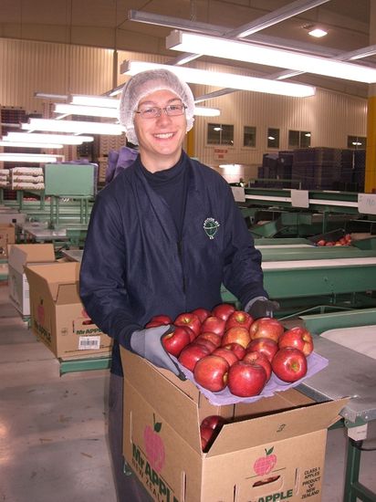 robs spannende arbeit die aepfel zu verpacken...