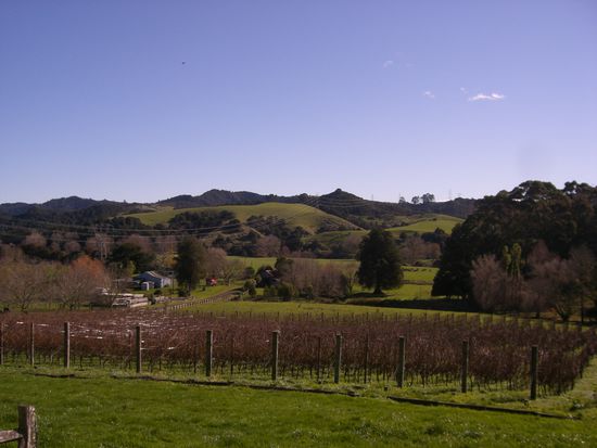 aussicht auf den weingarten vond er terasse aus...