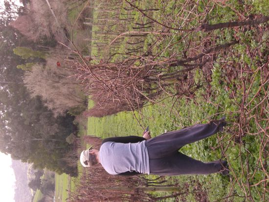 und unsere arbeit im vinyard: robert beim "strippen"