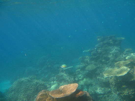 wenn man diesen fish mal ranzoomt ist er noch erstaunlich scharf!!