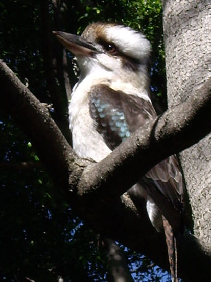 Kookaburra. Sein Ruf hoert sich an als ob er einen selbst tierisch auslacht!!