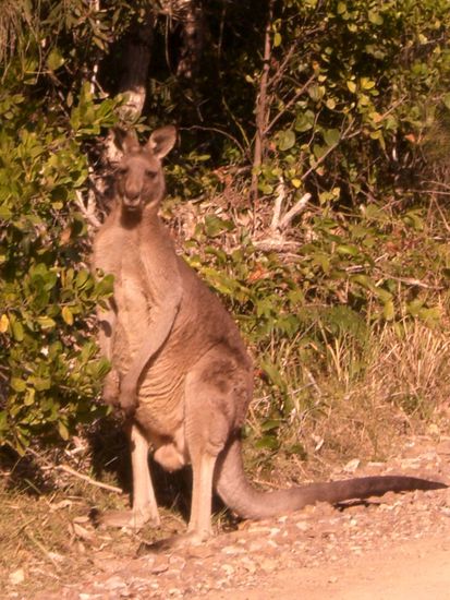 nachdem wir sogar schon am ersten tag ein wild kaengaruh neben unserem auto gesichtet hatten, kam dieses in einem nationalpark,kurz nach dem fruehstueck ziemlich nah an uns ran und hat uns beobachtet! lucky shot!