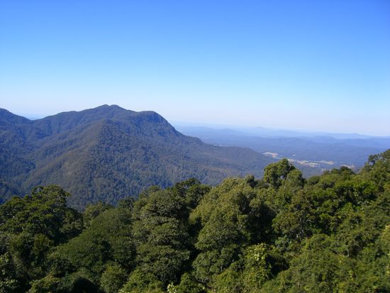 Dorrigo National Park, wunderschoener Regenwald.