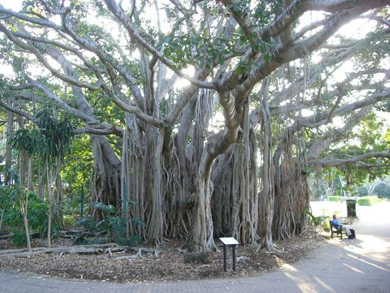 die Baeume in Australien und Neuseeland sind wirklich hoechst eigenartig...hier mal eines der einzigartigsten Exemplare!Mitten im Brisbane Park!