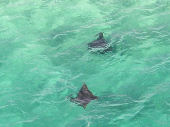 2 Rochen die wir vom Berg aus im Wasser ausmachen konnten!