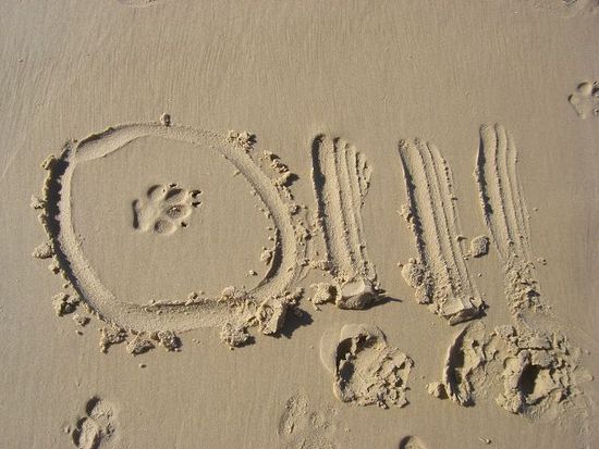 Spurenleser Rob hat das ganz richtig erkannt!! hier muss vor kurzem noch ein Dingo vorbeigekommen sein!
haben auch wirklich noch eins am Abend am Strand gesehen! kaum zu glauben, dass diese unglaublich niedlichen Hunde wirklich zu beissen...