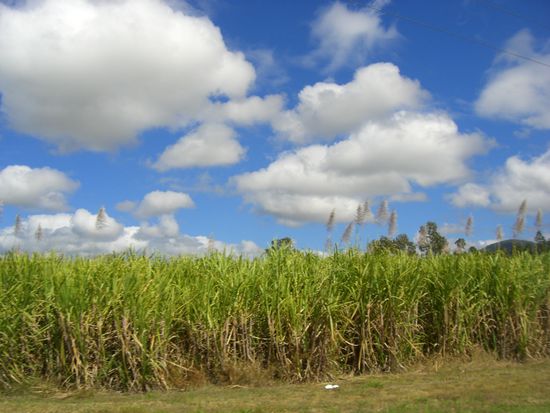 zuckerrohr in queensland so weit das auge reicht...