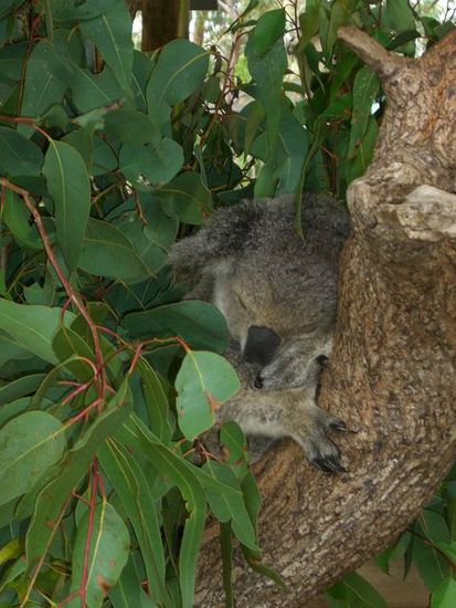 diese koalas sind nun echt zum knuddeln! schlafen bis zu 18h am taghaben ja sonst nix zu tun...