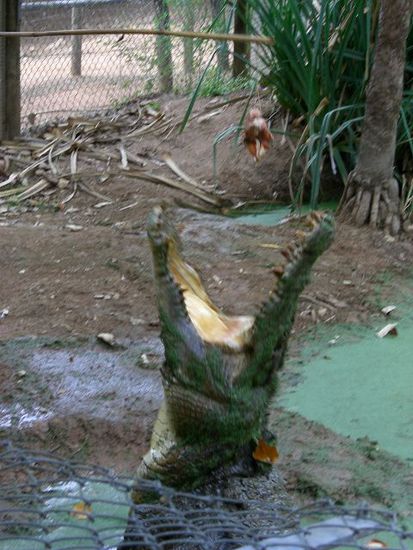 krokodil fuetterung, lucky shot!