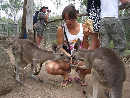 ueberall im park sind kaengaruhs umherspaziert und man konnte ihnen gekaufte koerner zum fressen geben!milli war sehr beschaeftigt