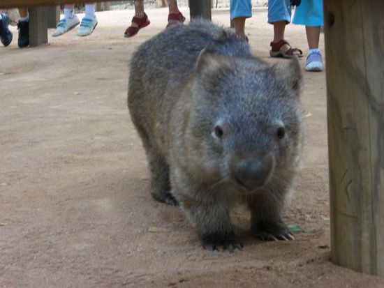 robs und mein neues lieblingstier!!!das Wombat!sieht der kleine nicht einfach zum knuddeln aus???