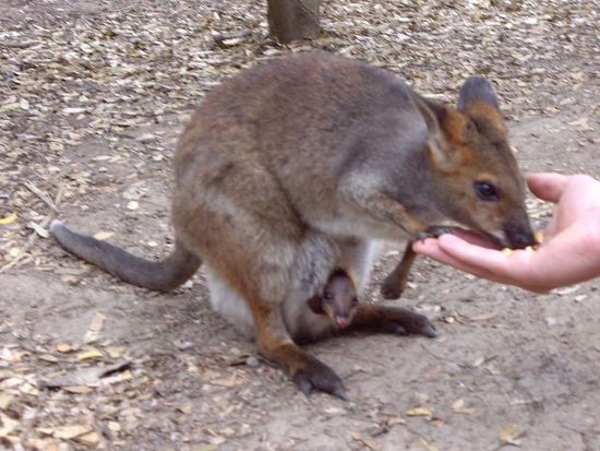 die kleinen wallabies mit nachwuchs im beutel.