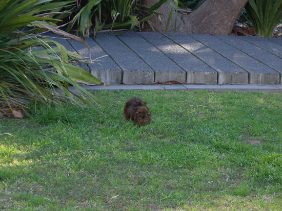 ein Wildmeerschweinchen!
mitten im park kam es immer aus seinem kleinen versteck raus um zu grasen!total niedlich!!!