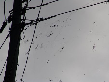 Spinnen sind soziale Tiere (glaub' ich)