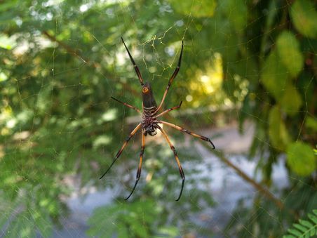 Spiderwoman im Netz