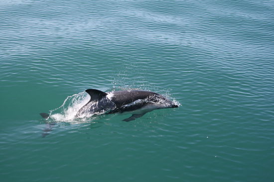 Flipper in Kaikoura