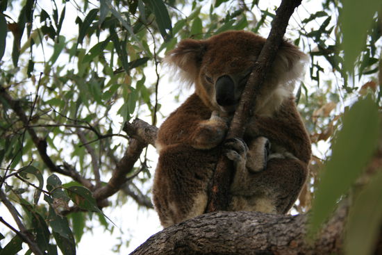 Koala