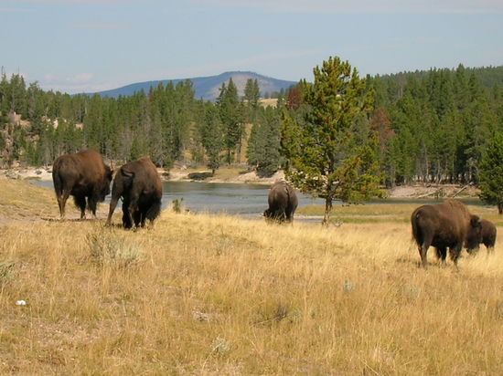 Büffel im Hayden Valley