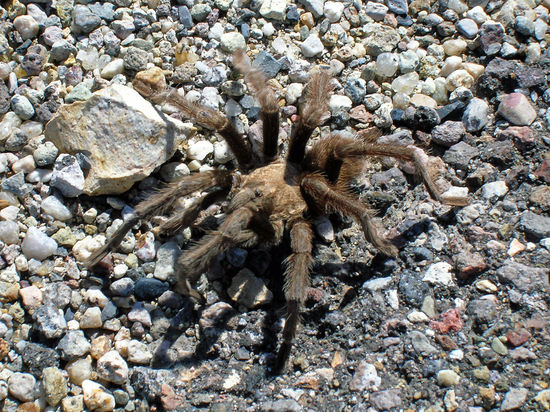 Begegnung auf dem Highway - eine Tarantel