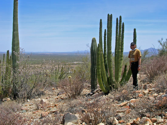 Organ Pipe Cactus National Monument - Organ Pipe (Orgelpfeifen) Kakteen, die bis 5 m hoch werden