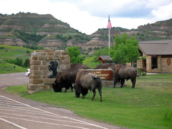 Die Büffel kamen, um uns zu verabschieden!