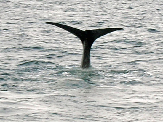 Whale watching - Andenes