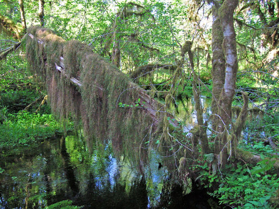 Der Regenwald im Olympic National Park - Weltkulturerbe
