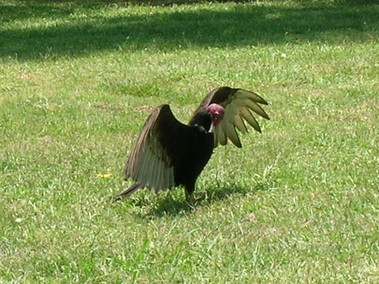 Bis auf den Kopf ist der Geier ein schöner Vogel. Hier präsentiert er sich nur für uns.