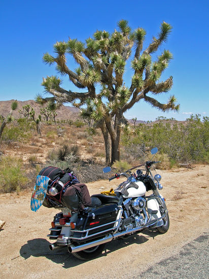 Der Baum des Lebens, Joshua Tree
