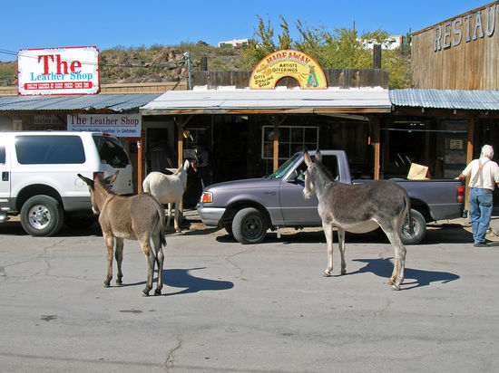 Oatman, die Stadt der wilden Esel - Route 66
