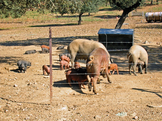 Glückliche Schweine