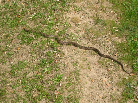 Diese Schlange auf dem Weg will wohl auch nach Santiago