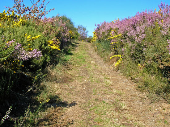 Heidelandschaft bei O Castro Dozon