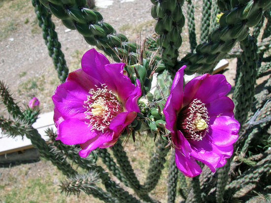 Die Kakteen standen in voller Blüte