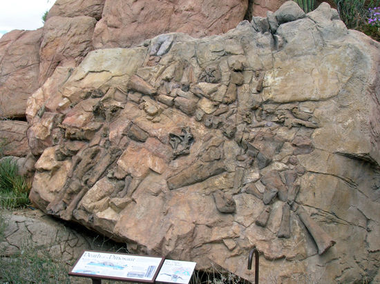 Im "Desert Museum" in Tuscon - ein Besichtigungs-Muß!
Hier sind Saurierknochen zu sehen.