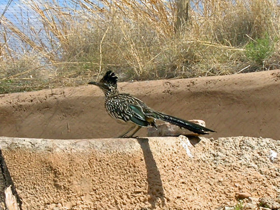 Der berühmte "Road Runner"