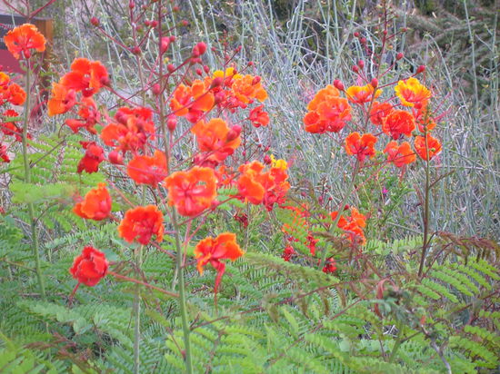 Blumen - sprechen für sich