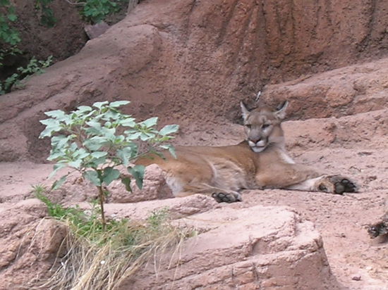 Mountain Lion
