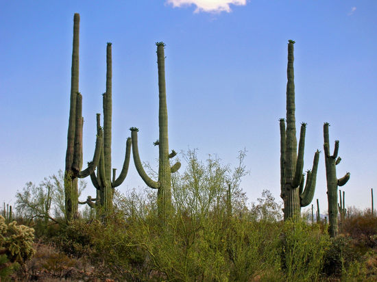 Im Saguaro National Park - wunderschöne riesige Kakteen