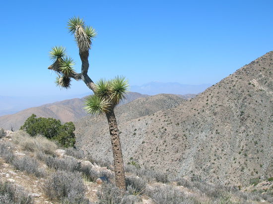 Joshua-Tree