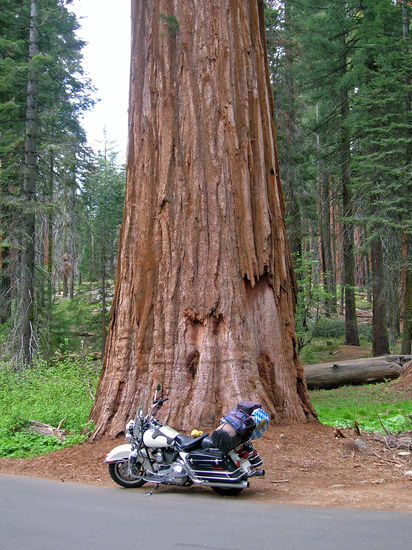 Hier sieht man, wie groß die Sequoia Bäume sind im Vergleich zu der nicht kleinen Harley!