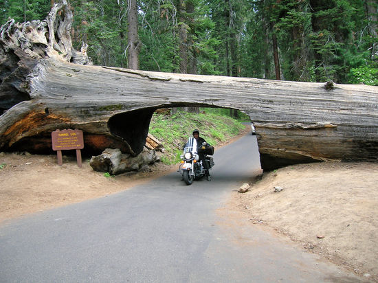 Eine Fahrt durch den Tunnel-Log sollte man nicht versäumen