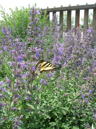 In Escalante machten wir Kaffeepause in Georgie's Cafe und sahen diesen schönen Schmetterling im Garten.