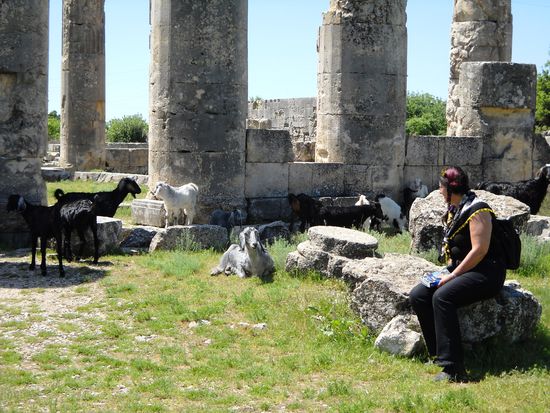 Uzuncaburc - Schafe und Ziegen unter sich.