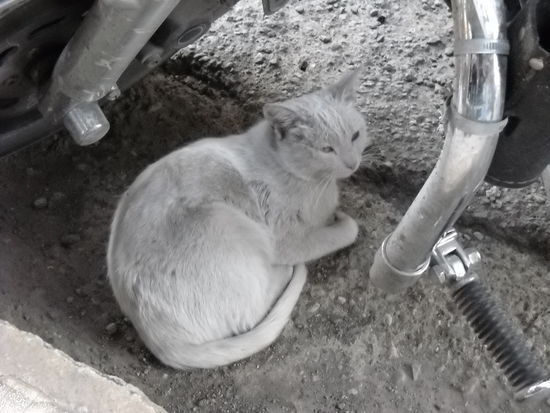 Zwar keine der berühmten Van-Katzen, aber doch ein liebes Tier, welches sich unter der Harley versteckte.