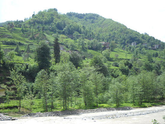 Doch dann kommen wir durch große Teeplantagen bald nach Rize, am Schwarzen Meer.
